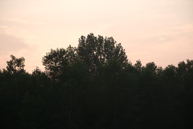 Silhouetted treetops against a warm pastel sunset sky