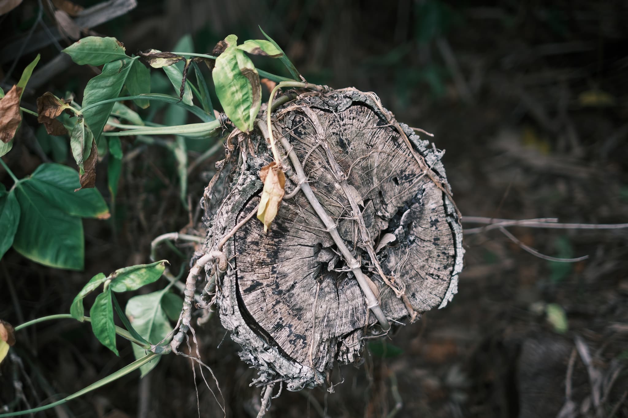 A close-up of a tree stump with vines and leaves growing around it, set against a blurred natural background