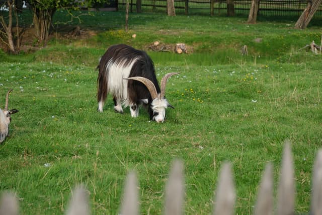 A goat with large curved horns grazing on grass in a fenced grassy area