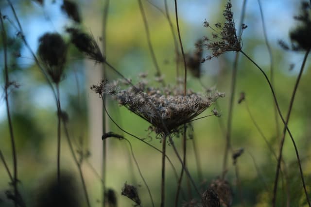 A close-up of dried wildflowers with a blurred green and blue background