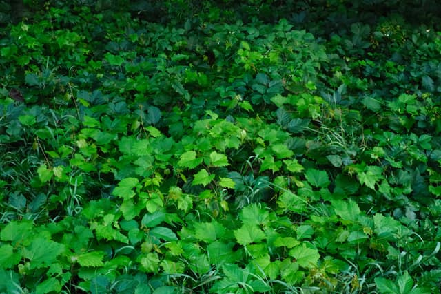 Dense green foliage and leafy groundcover in a shaded woodland setting