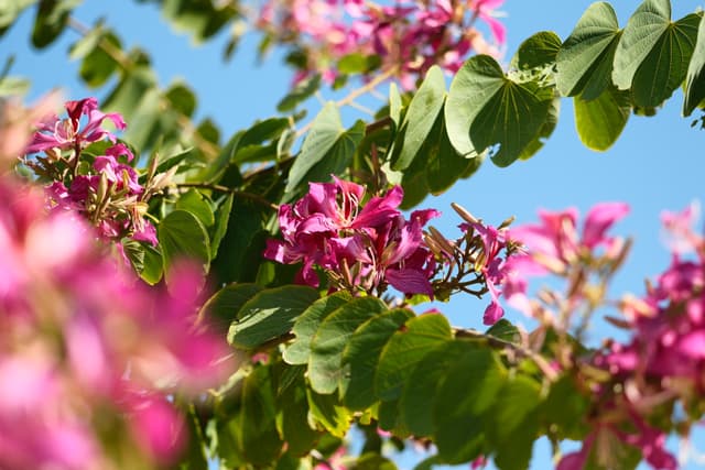 Pink flowering tree branches with green leaves against a bright blue sky, captured in soft focus with sunlit highlights