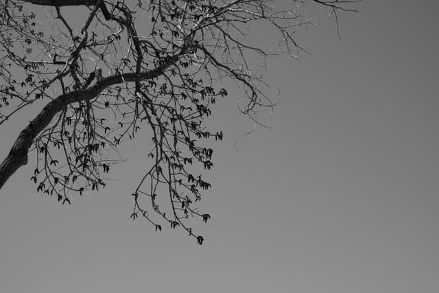 A silhouette of a bare tree branch against a gradient sky, transitioning from light to dark