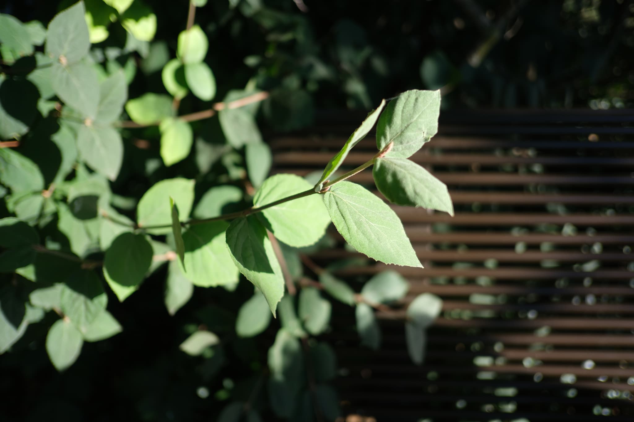 A close-up of green leaves on a branch with a background of more foliage and a wooden fence