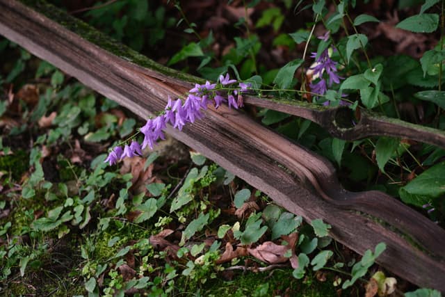 Cluster of small purple flowers growing beside a weathered wooden log amid dense green groundcover and foliage
