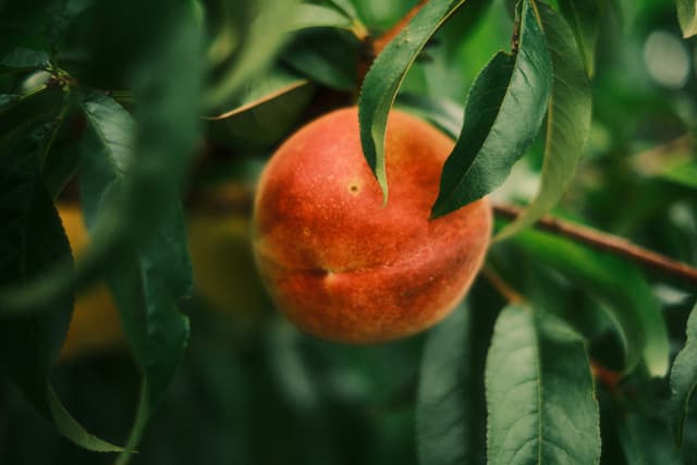 Close-up of a ripe peach hanging from a tree branch amid green leaves