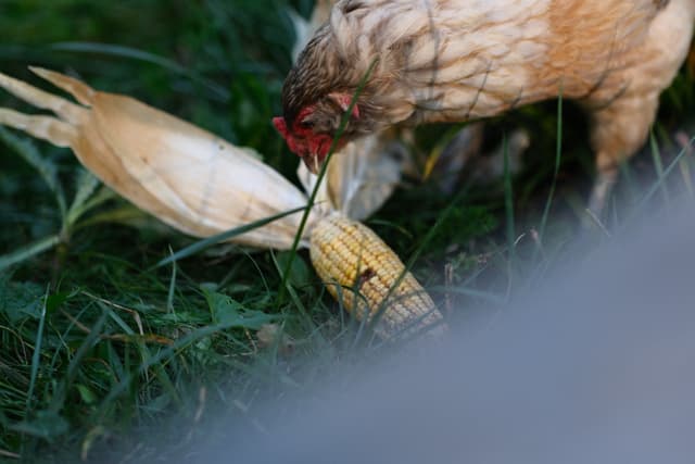 A chicken pecking at corn surrounded by grass
