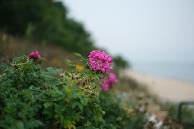 Pink wildflowers in bloom along a coastal hillside overlooking a sandy beach and calm sea