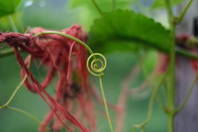 Close-up of red vine tendrils curling around a thin green stem against a soft-focus leafy background