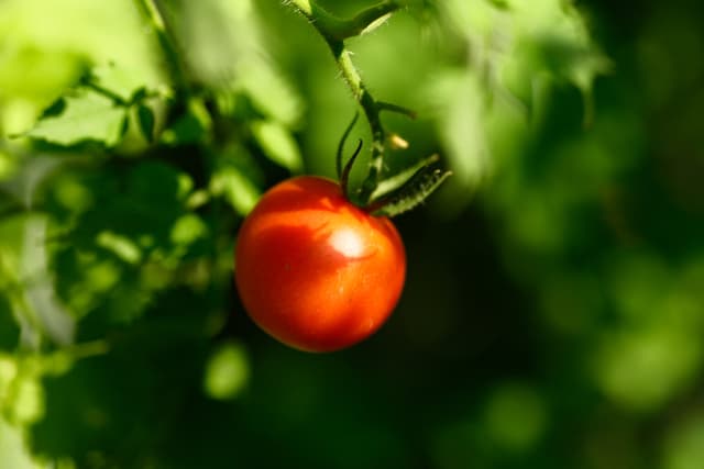 A ripe red tomato hanging on a vine with a background of green leaves