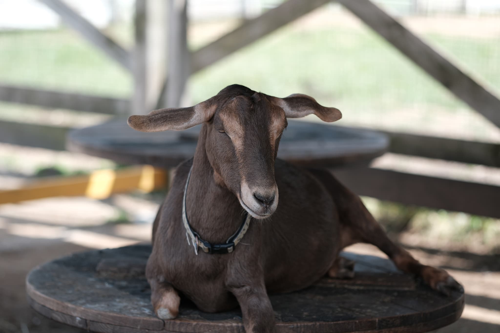 A goat with long ears is lying down on a circular wooden platform in a shaded area