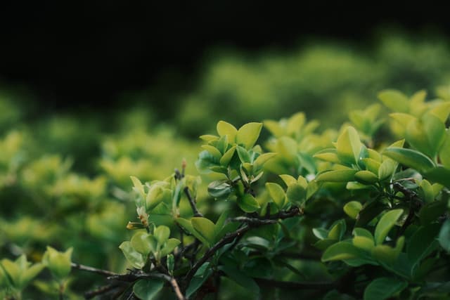 A close-up of lush green leaves with a blurred background, creating a serene and natural atmosphere