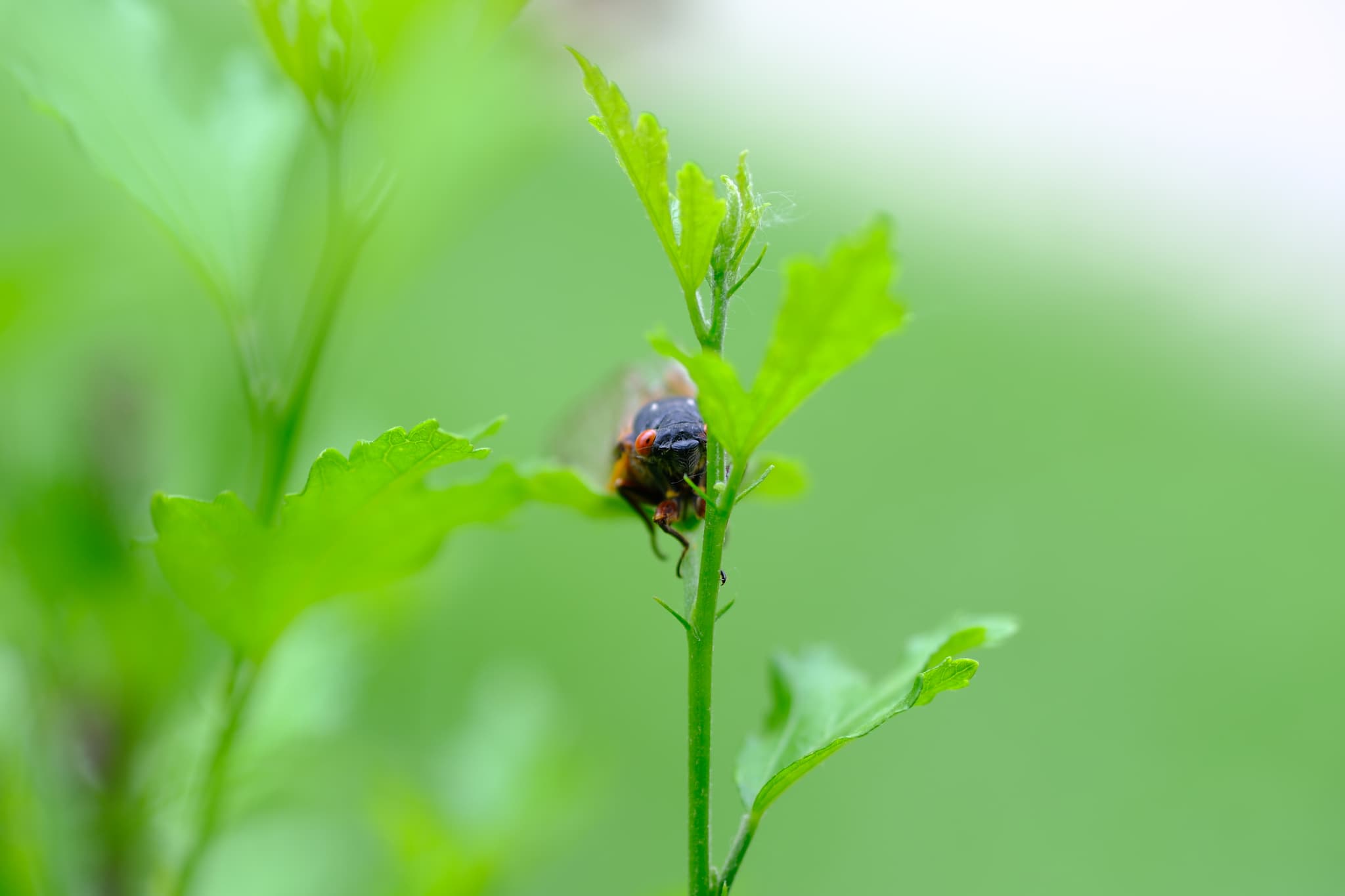 A fly perched on a green leaf with a soft-focus background