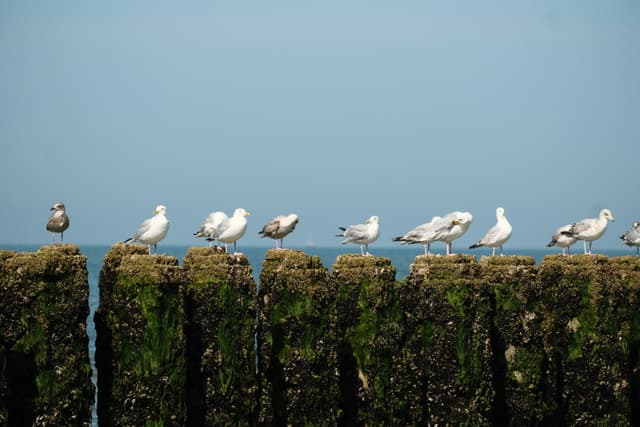Seagulls perched on a row of moss-covered wooden posts against a clear blue sky