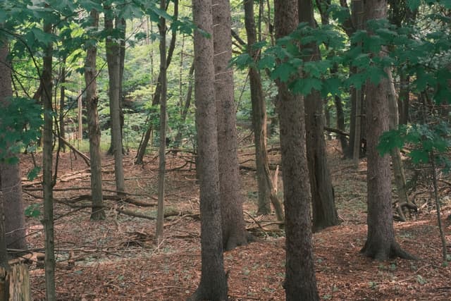 Quiet woodland with tall, straight tree trunks and a brown leaf-covered forest floor, lit by soft daylight filtering through the canopy