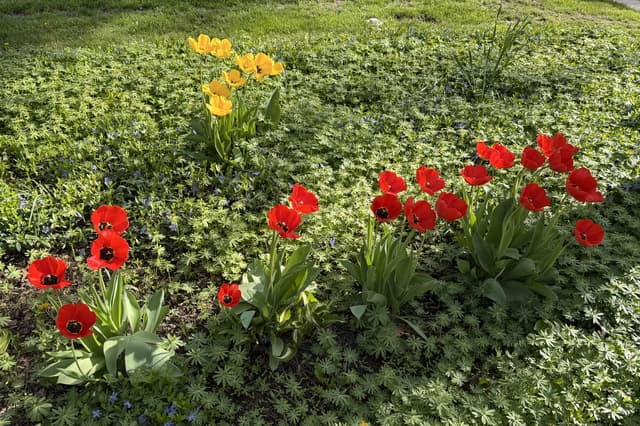 Red and orange poppies blooming in a lush green garden bed