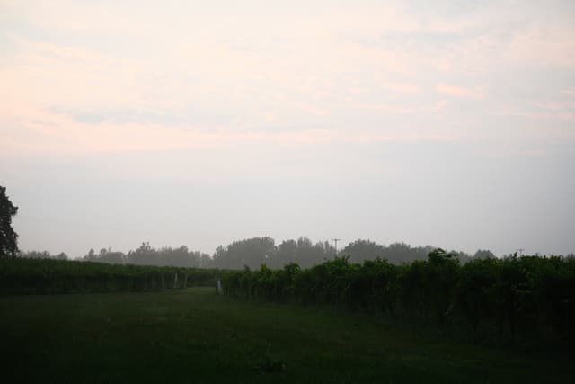 Wide grassy field bordered by dark trees under a soft pastel sky at dawn or dusk