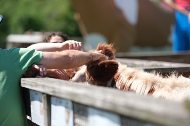 A person petting a dog over a wooden fence