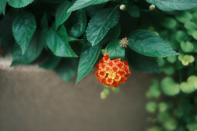 Close-up of an orange lantana flower cluster beneath green leaves with a softly blurred background