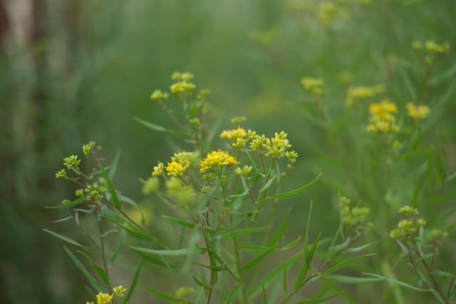 Soft-focus yellow wildflowers in a lush green field