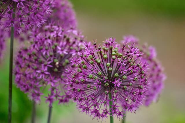 Purple allium flowers with spherical clusters of small blooms, set against a blurred green background