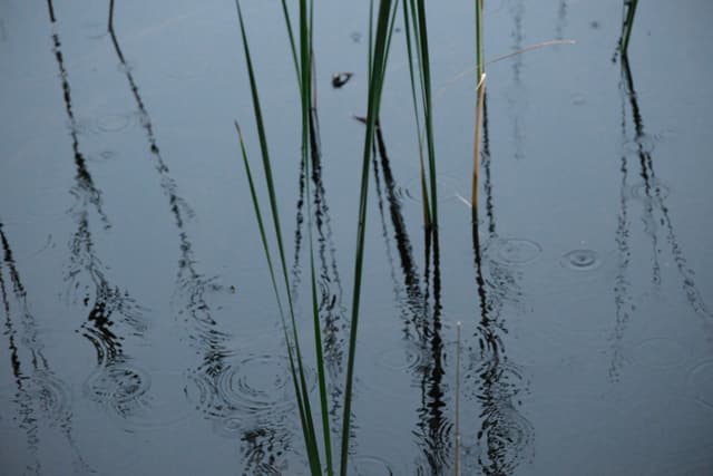 Tall reeds mirrored in calm water with subtle ripples and a muted blue-gray tone