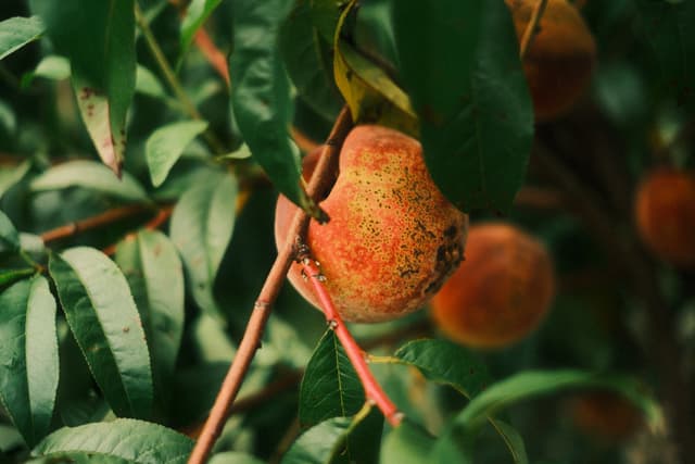 Close-up of ripe orange fruits hanging on a leafy branch in warm light