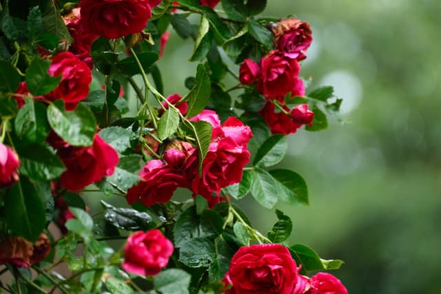Cluster of vibrant red roses in full bloom against lush green foliage and a softly blurred garden background