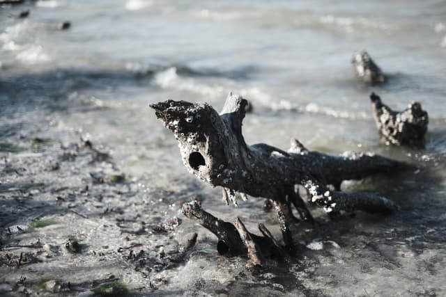 A weathered piece of driftwood partially submerged in shallow water, surrounded by a sandy and rocky shoreline