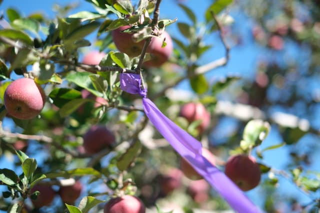 A tree branch with ripe apples and a purple ribbon tied around it against a clear blue sky