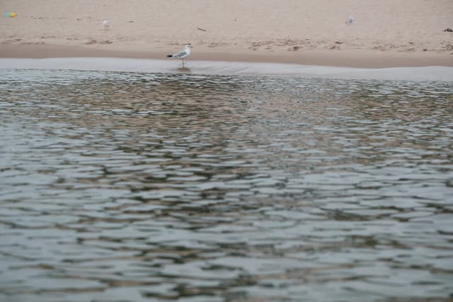 Calm rippling ocean water in the foreground with a sandy shoreline and a few distant seabirds in the background