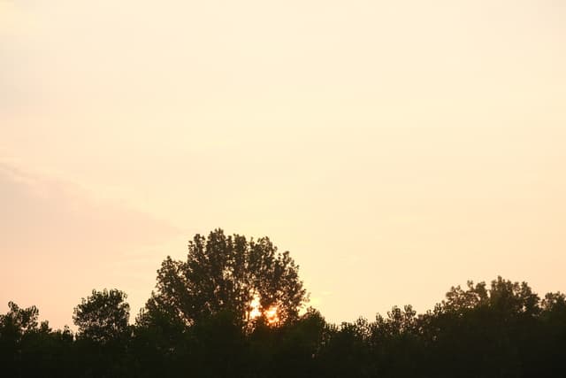 Golden sunset glowing behind a line of dark tree silhouettes under a hazy sky