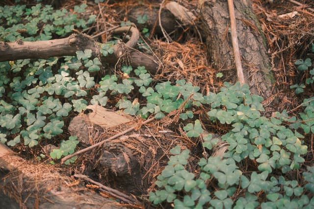 A weathered tree stump and fallen branches nestled among lush green foliage and dry pine needles on a forest floor