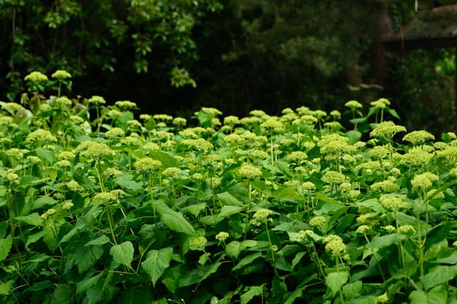 Dense cluster of bright green leafy plants in a natural outdoor setting with dark trees in the background