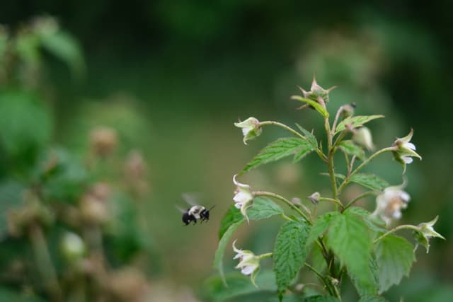 Small flying insect hovering near delicate white wildflowers against a soft green background