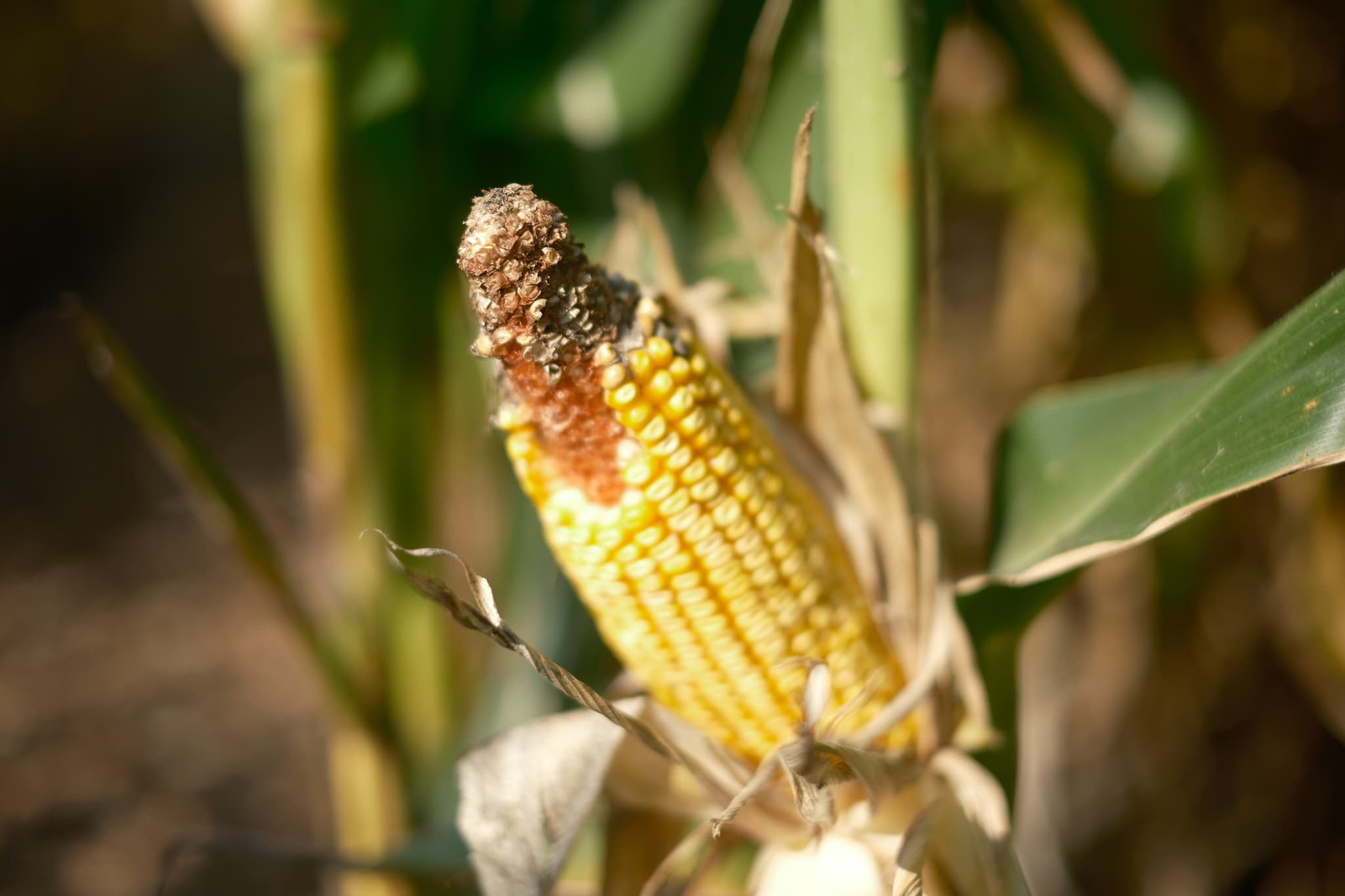 An ear of corn with some kernels missing and a darkened, damaged tip, surrounded by green leaves