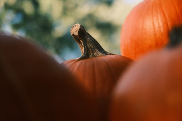 Close-up of orange pumpkins with a curved stem, softly blurred foreground, and green foliage in the background