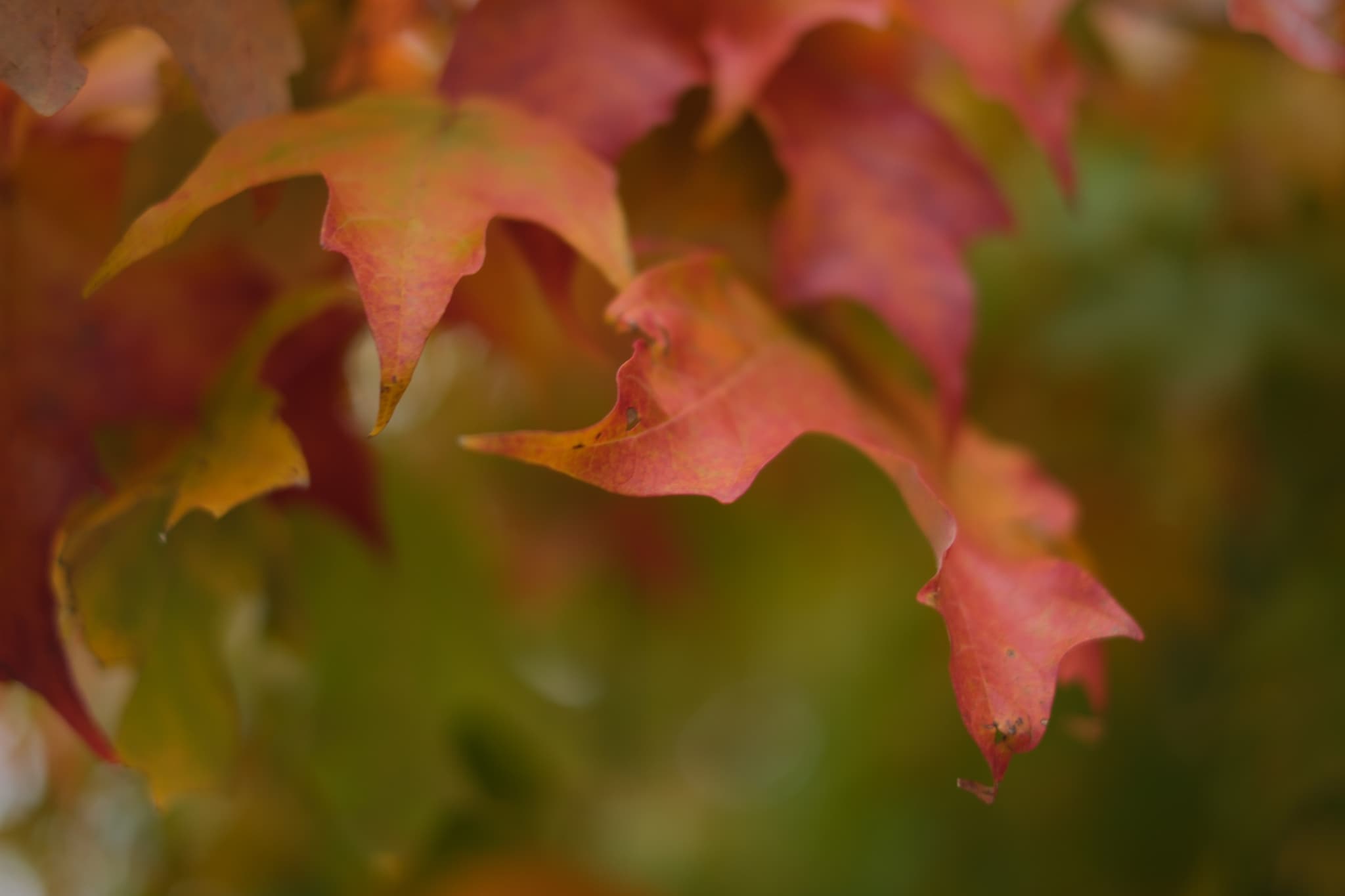 Autumn leaves with shades of red, orange, and green, slightly out of focus