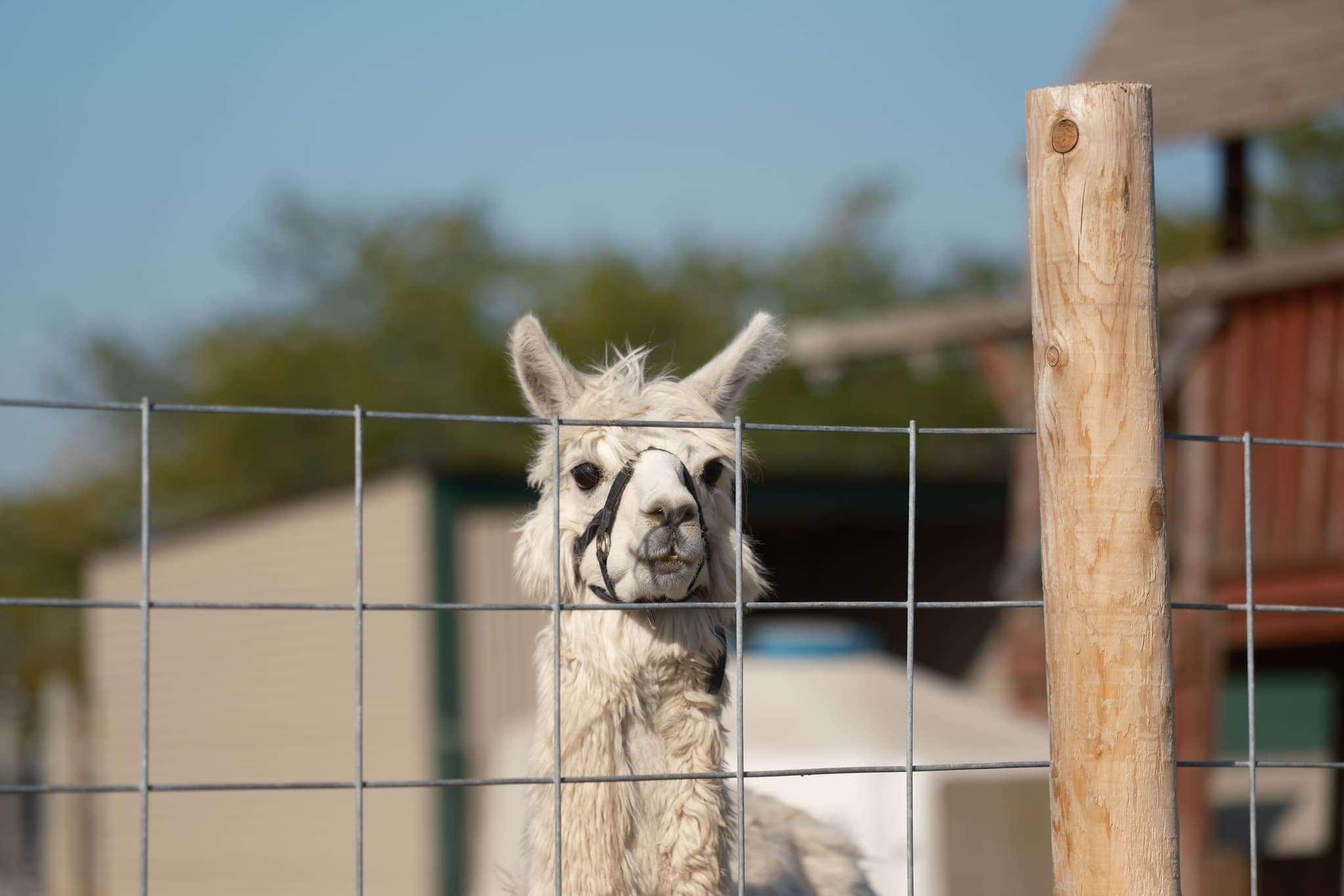 A llama standing behind a wire fence with a clear blue sky and buildings in the background