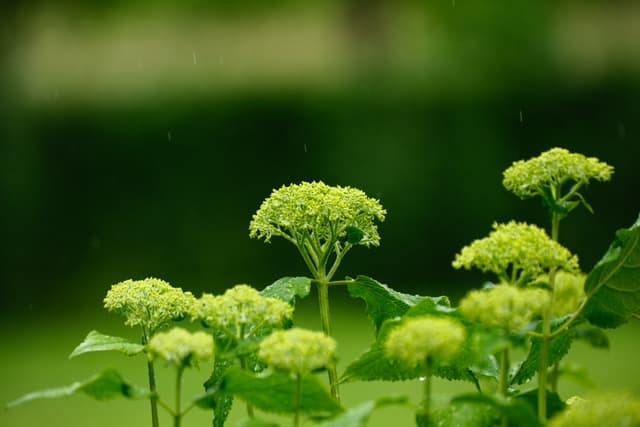 Cluster of yellow-green wildflower blooms against a blurred green background