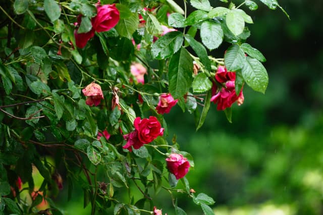 Red rose blossoms and buds among lush green leaves in a sunlit garden