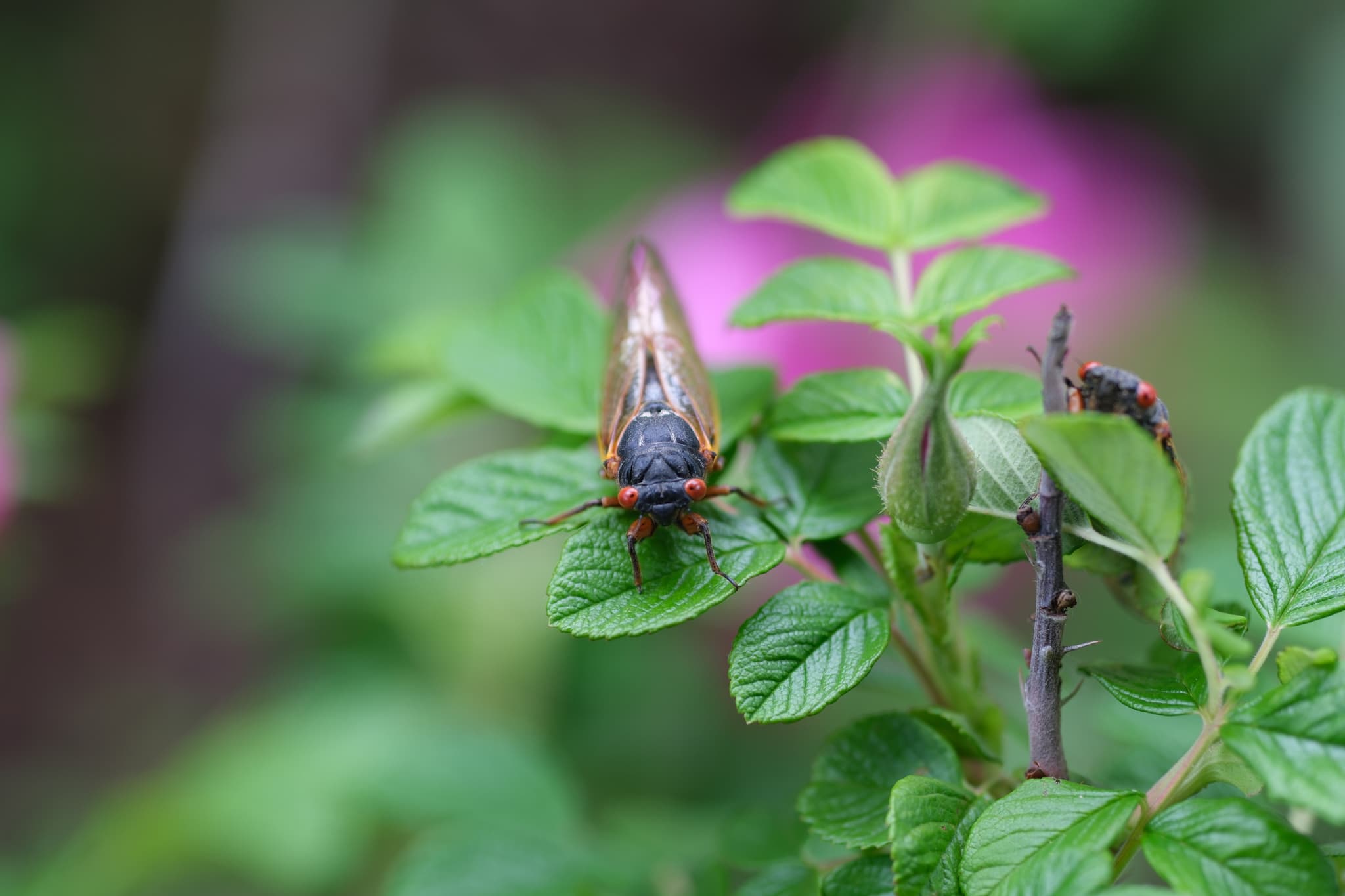 A moth rests on green foliage with a blurred pink flower in the background