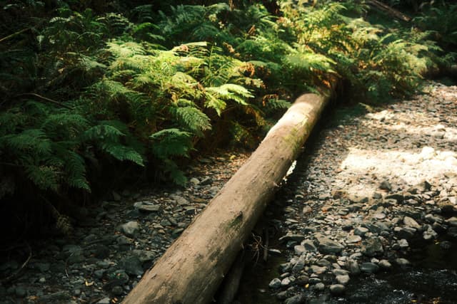 A fallen log spans a rocky forest stream, surrounded by lush green ferns and dappled sunlight