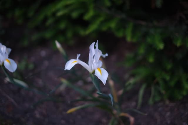 A white iris flower with yellow accents growing in a garden, surrounded by green foliage and soil