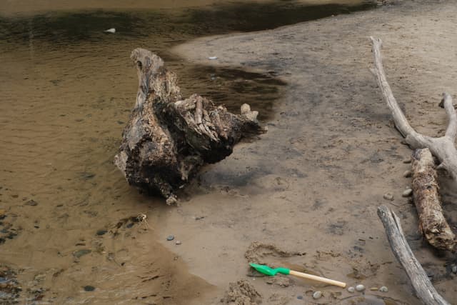 Driftwood and a plastic bottle washed onto a muddy lakeshore beside shallow water