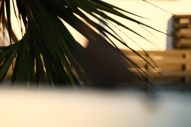 Soft-focus palm fronds silhouetted against a warm golden sunset with blurred buildings in the background