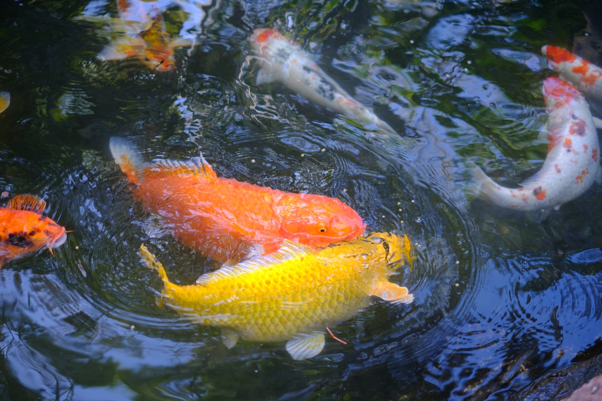 Vibrant koi fish swimming in a pond