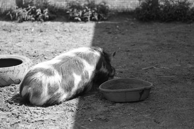 A pig lying on the ground next to a water bowl and a tire in a shaded area