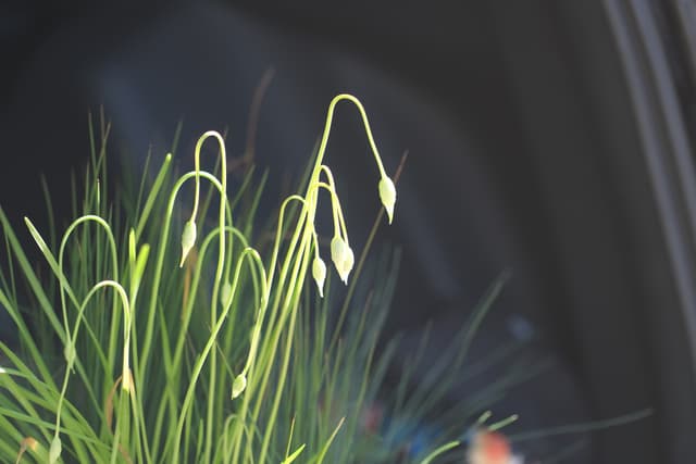 Green grass-like plants with slender stems and small, white buds against a dark, blurred background