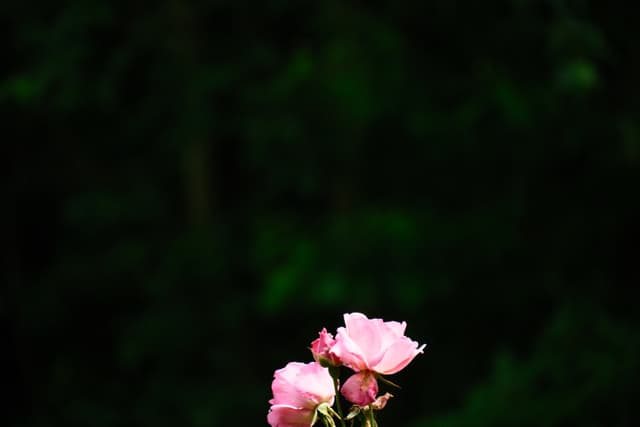 Single pink rosebud against a dark, blurred background